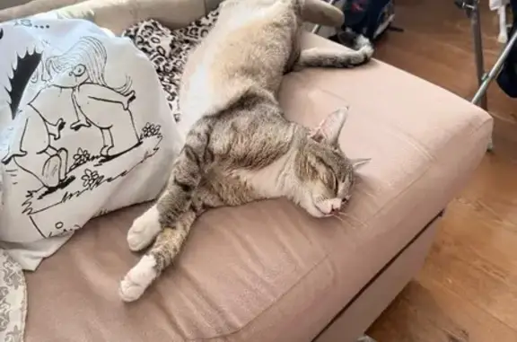 Кошки потеряшки, Москва, фото: Потеряшка кошка, Михалковская ул., 13