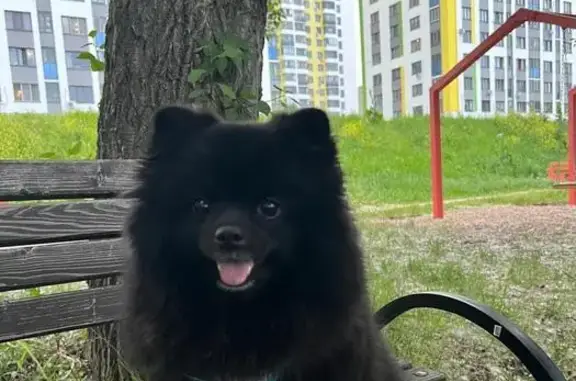 Собаки потеряшки, Уфа, фото: Потеряшка шпиц Малыш, Уфа, ул. Гагарина, 60