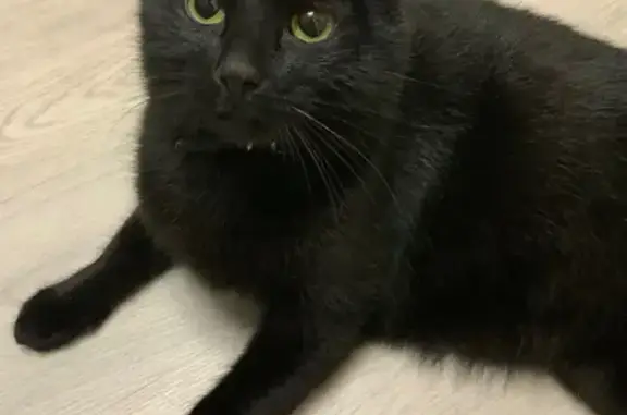 Кошки потеряшки, Ярославль, фото: Потеряшка чёрный кот, ул. Закгейма, 27