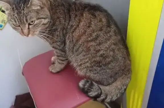 Кошка найдена, Алтайская 24, Томск