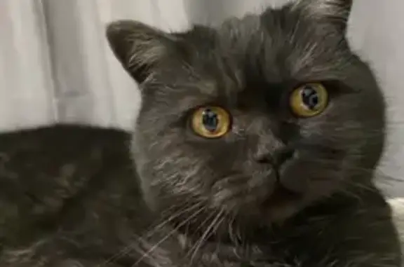 Кошки потеряшки, Крымск, фото: Потеряшка кошка, ул. Шевченко 18, Крымск