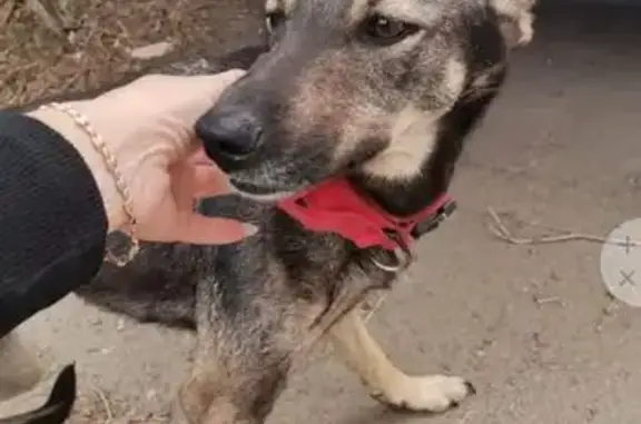 Найдена собака, Волгоград, Коммунистическая 64А