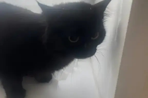 Найдена кошка, Волгоград, фото: Кошка найдена на Шумского, 10А, Волгоград