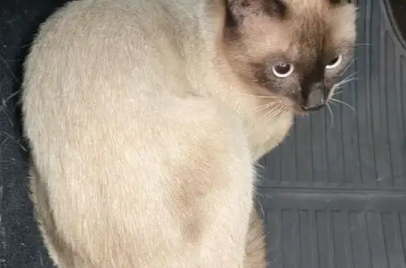 Найдена кошка, Москва, фото: Кошка найдена на Ленинградском шоссе, Москва