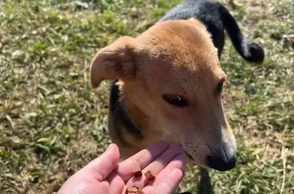 Найдена собака, Майский, фото: Собака найдена, ул. Героев Труда, Майский