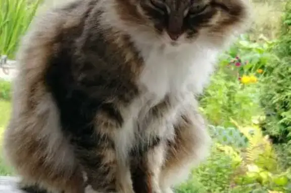 Объявления о пропавших и найденных животных, Тобольск, фото: Кошка найдена, Кировский пер. 12А, Тобольск