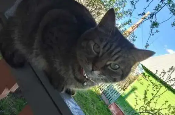 Кошки потеряшки, Екатеринбург, фото: Потеряшка кошка, ул. Металлургов, 10