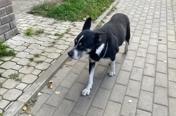 Собака найдена: ул. Лизы Чайкиной, Ярославль