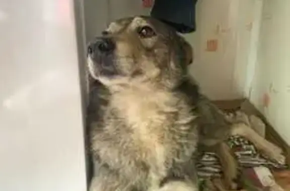 Пропала собака, Медведское поселение