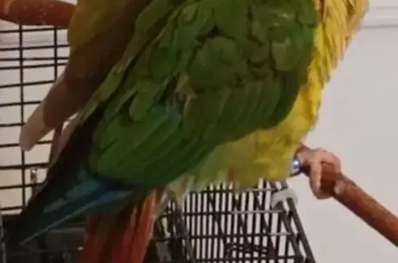 Пропала птица на Малиновской улице, Пушкин