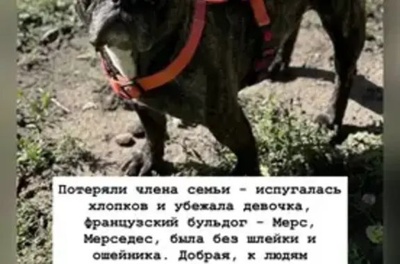 Пропала собака на бульваре Юности, 35А