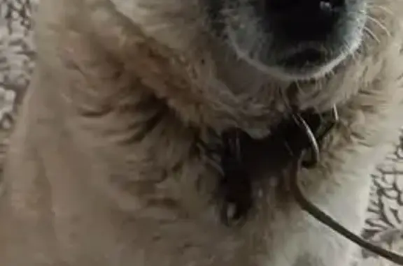 Пропала собака, ул. Алябьева, Курган