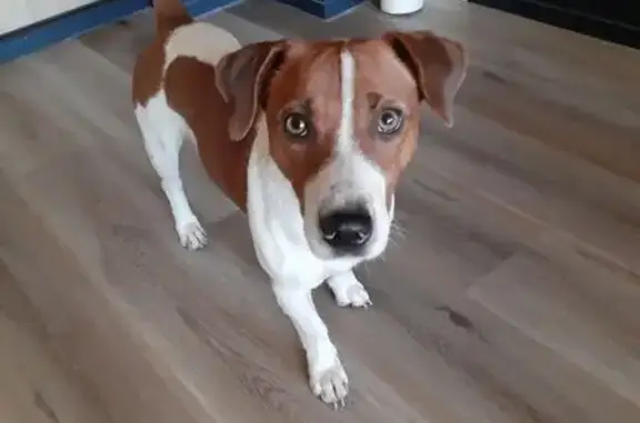 Собака найдена: Красноборская 35, Ярославль