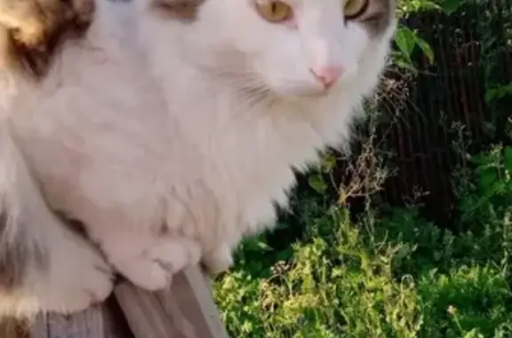 Кошки потеряшки, Суксу, фото: Потеряшка кошка, Сосмаги, ул. Нижняя