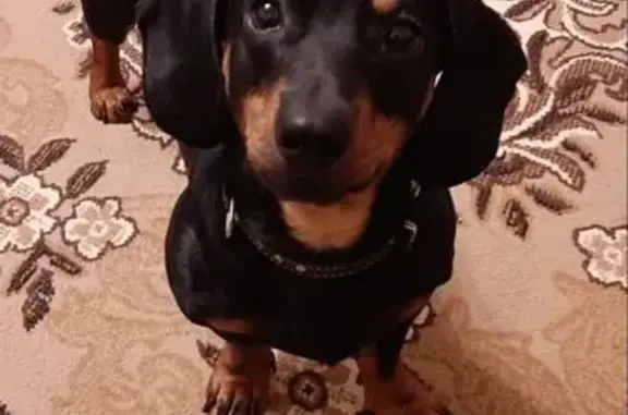 Объявления о пропавших и найденных животных, Борисоглебск, фото: Пропала такса, Проезжий пер., 3, Борисоглебск