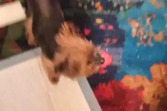 Найдена собака, Санкт-Петербург, фото: Найдена собака, Серпуховская ул., СПб