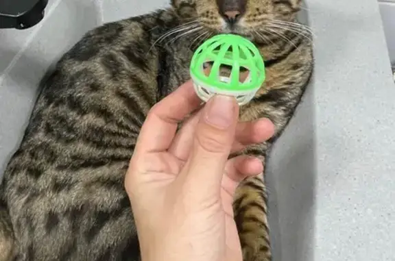 Найдена кошка, Московская ул. 185А, Киров