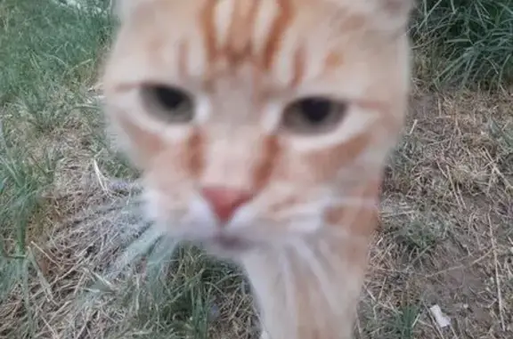 Кошка найдена: ул. Гидростроителей, 43