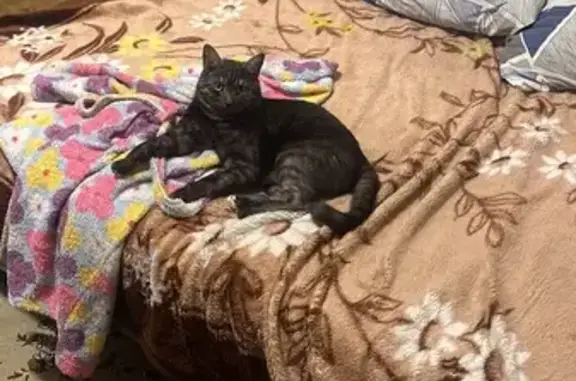 Пропал кот, Гаражная ул. 1Г, Воскресенск