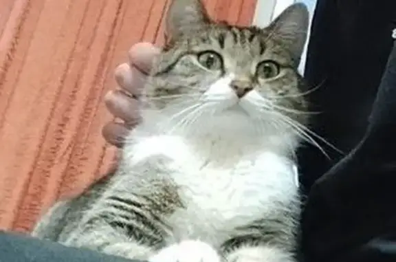 Потерянные животные Воткинск, фото: Пропал кот, Рабочая 13, Воткинск