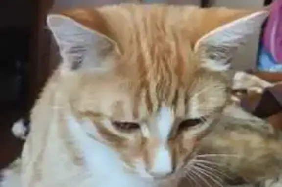 Кошки потеряшки, Курск, фото: Потеряшка кот Рыжик, 3-й Краснополянский переулок