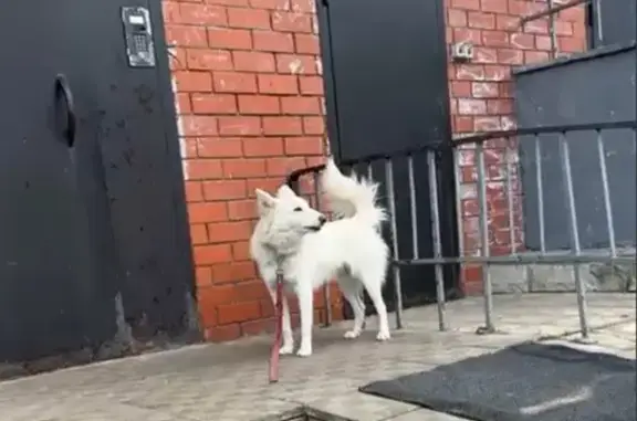 Найдена собака у Пятёрочки, Лобня, Текстильная 18