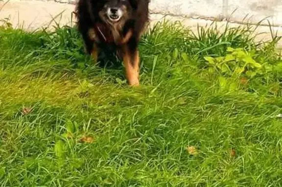 Потеряшка на ул. Калинина, Копейск