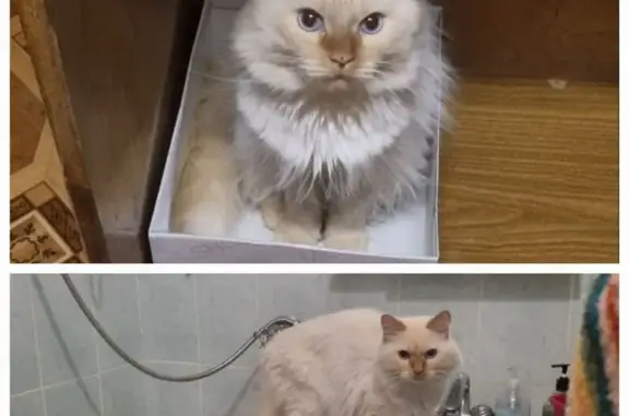 Пропал кот Марсик, Р-404, Караульноярское