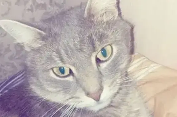 Пропала кошка, ул. Калинина, 73, Салават