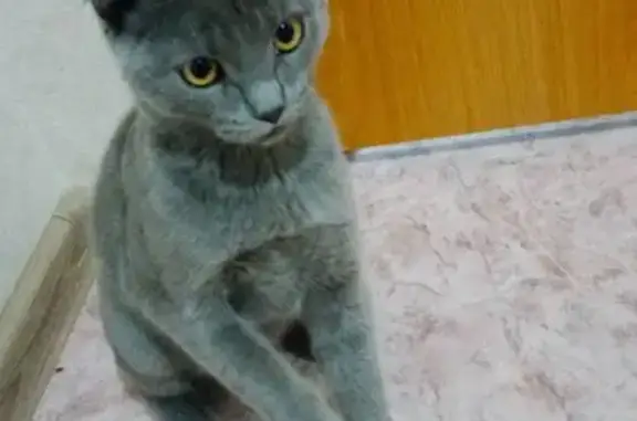 Найдена кошка, Костанай, фото: Серая кошка найдена: Узкоколейная 48, Костанай