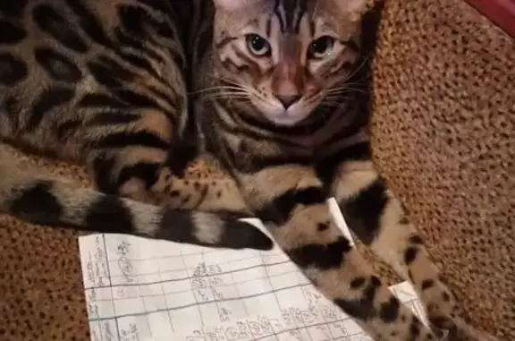 Кошки потеряшки, Санкт-Петербург, фото: Потеряшка кошка на пр. Художников, 34/12