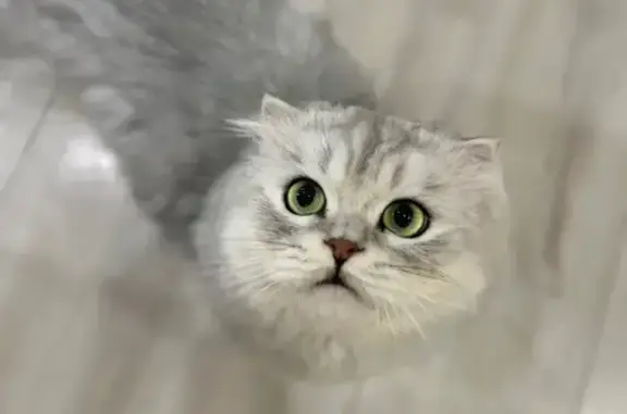 Кошки потеряшки, Ульяновск, фото: Потеряшка кошка, Московское шоссе, Ульяновск