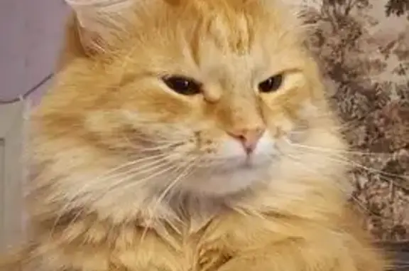 Кошки потеряшки, Дубна, фото: Потеряшка кошка, ул. Векслера, 24, Дубна