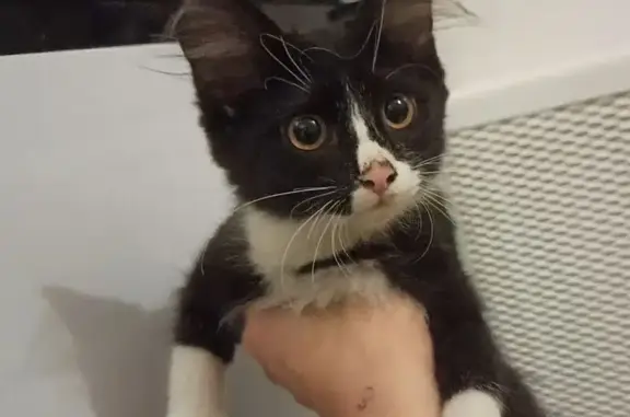 Кошка найдена на Октябрьском пр., 17, Киров