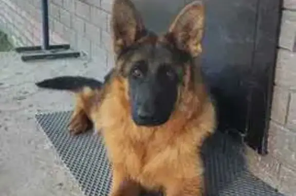 Собаки потеряшки, Казань, фото: Потеряшка овчарка, Казань, ул. Серафимовича 73