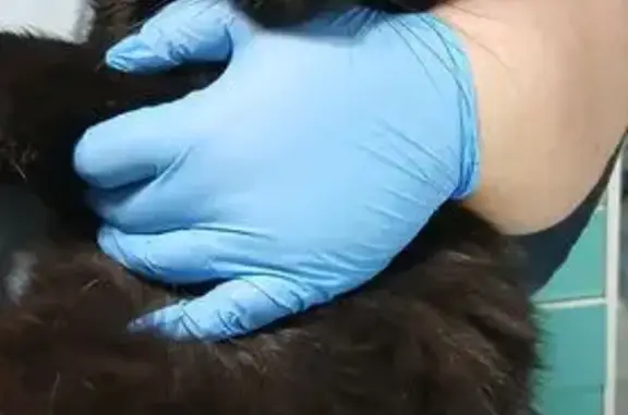 Найдена кошка, Пищевой институт, Москва