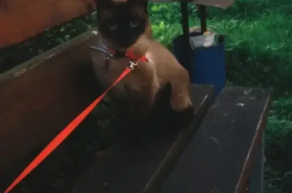 Пропала кошка, Некрасова 4, Великие Луки