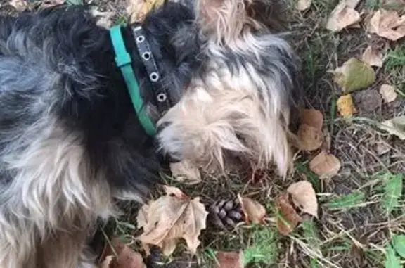 Найдена собака, Калуга, фото: Собака найдена: Московская ул., Калуга