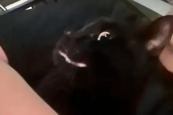 Кошка найдена, Красносельская ул., Калининград