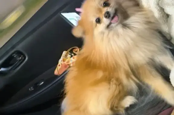 Найдена собака, 1-я ул. Трусова, Тверь