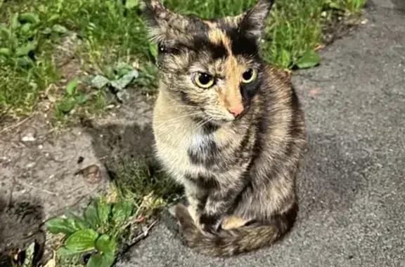 Найдена кошка, Ульяновск, фото: Трехцветная кошка найдена у Репина 39