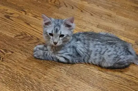 Найдена кошка, Уфа, фото: Кошка найдена, Уфа, Баварская 11Г