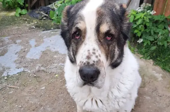 Собаки потеряшки, Ленинградская область, фото: Потеряшка собака в Токсово, Ленобласть