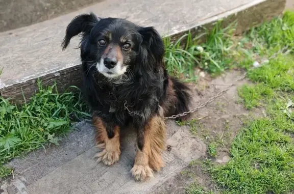 Пропала собака, ул. Энгельса, 17, Людиново