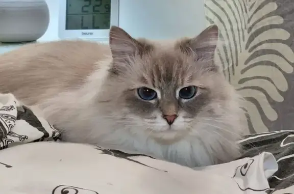 Объявления о пропавших и найденных животных, Нижний Новгород, фото: Пропала кошка, ул. Богородского 14, НН