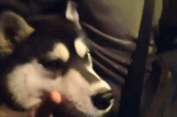 Найдена собака, , фото: Хаски найдена на трассе М5, Московская область