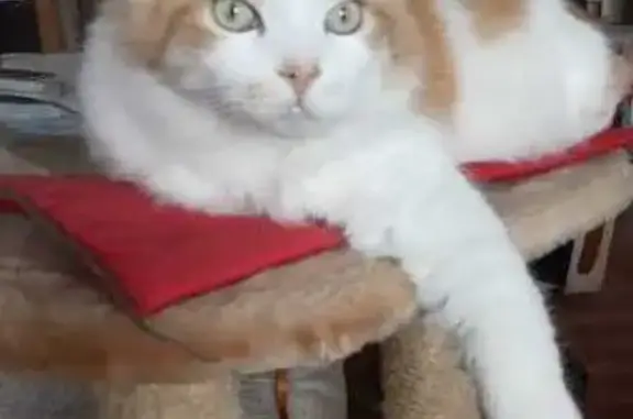 Кошки потеряшки, Санкт-Петербург, фото: Потеряшка кот Чубайс на Жерновской, 23