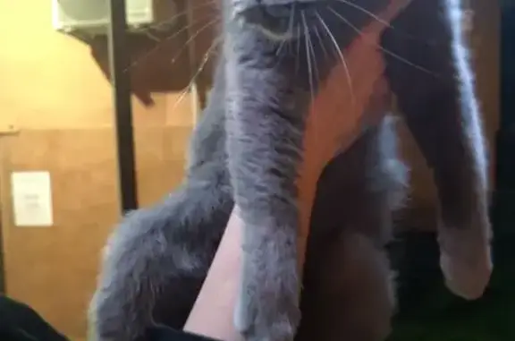 Найдена кошка, Калининград, фото: Кошка найдена: Парковая Аллея 18, Калининград