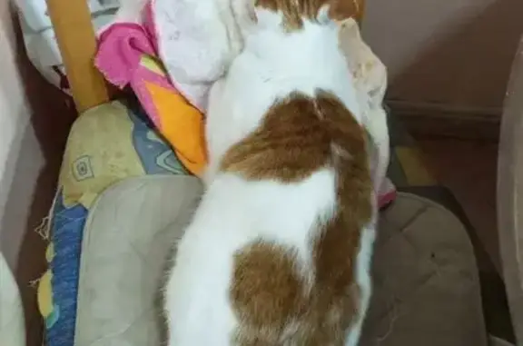 Кошки потеряшки, Королёв, фото: Потеряшка кошка, ул. Горького, 45, Королёв