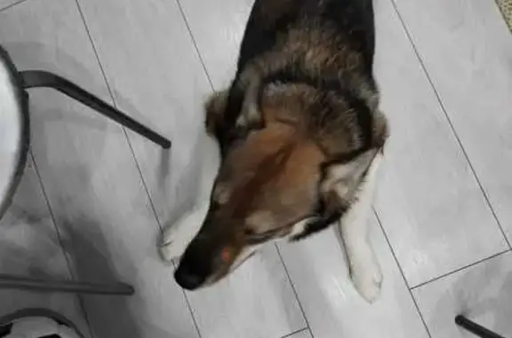 Пропала собака, Объездная 33, Ханты-Мансийск